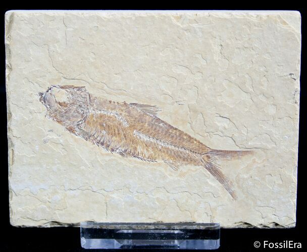 Small Knightia Fossil Fish #2568